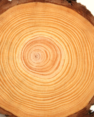 Kontakti